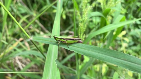 Close up grasshopper sitting on the leaf 