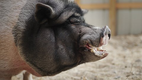 A huge gray boar eats an apple in a barn