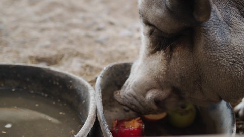 Close-up shot: A huge gray boar eats an apple in a barn