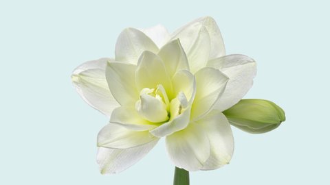 Tmelapse white Amaryllis Hippeastrum flower opening on light background. Wedding, Valentines Day, Mothers Day concept. Holiday, love, birthday design backdrop