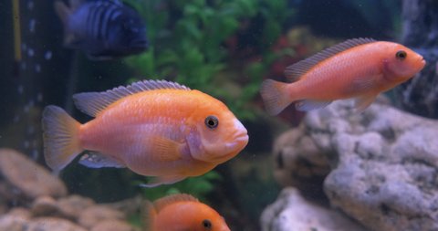 Decorative fish in aquarium. Decorative cichlids fishes swimming in aquarium water.