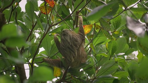 Furry two-toed sloth hanging from tree branch in tropical jungle of Costa Rica