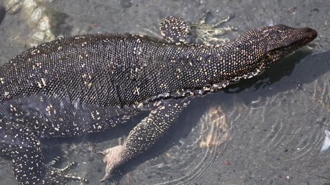 Close up top view of a giant spotted monitor swimming and relaxing in shallow water in an aerial shot. The water monitor lizard (Varanus salvator) slowly swims in the pond.