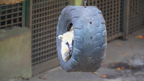 Coati or coatimundi playing and swinging in car tire. Static view