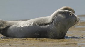 4K video of the body of a common seal stretching and raising its flipper off the coast of Texel Island, Netherlands.