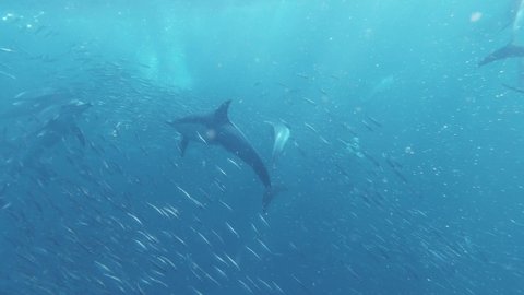 underground water footage of dolphins hunting sardines. Ocean sea water with dolphins hunting sardines. Climate change. Blue economy.