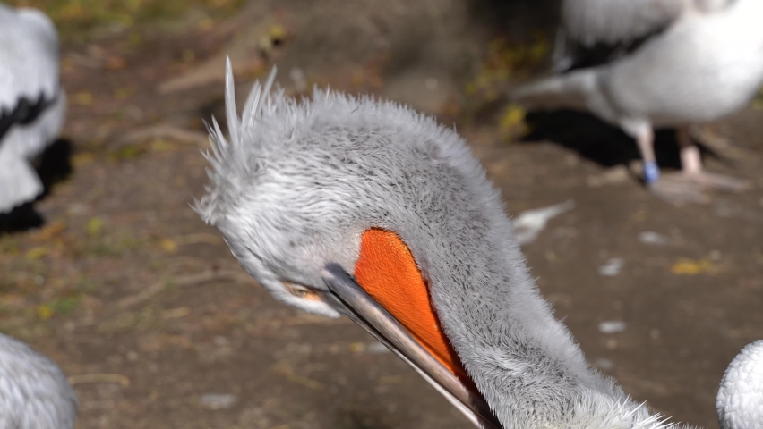 Pelican with bright orange beak cleaning itself, close up shot