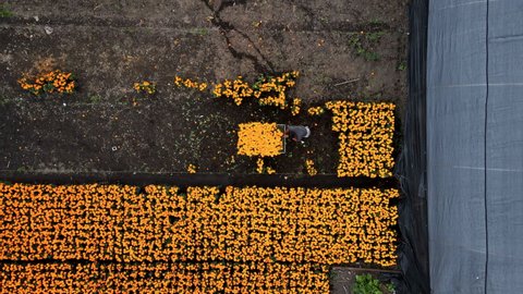 drone shot of Peasant collecting flowers in Xochimilco lake
