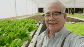asian elder male business owner walking pesent growing organic arugula on hydroponics farm.video conference talking, sustainable business artificial lighting,Concept of growing organic vegetable