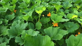 Flowering vegetable marrow plants covered with morning dew on a field
 - Powered by Shutterstock - Get 15% off with code: PIKWIZARD15