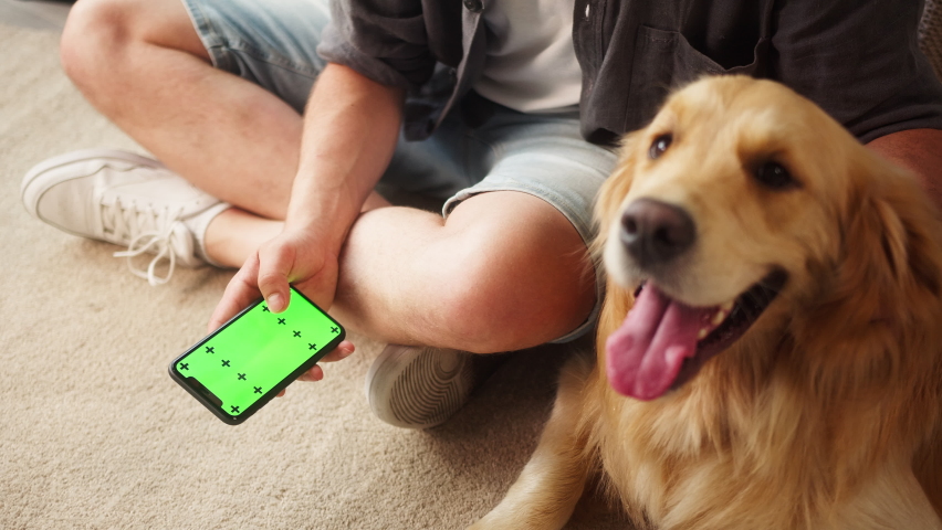 Young man in glasses petting golden retriever in living-room. Guy using smartphone for online shopping in pet store, chroma green screen, delivering animal food. Dog lying on floor and relaxing.