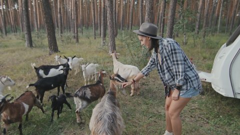 Handheld tracking with slowmo of happy young woman smiling and trying to pet cute goats at campground in forest. White camper parked behind her