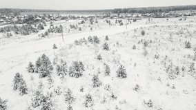 Completely snow-covered winter field with young fir-trees, aerial view. The trees are covered with white frost and snowflakes. The fabulous nature is ready to celebrate the New Year and Christmas. 4K