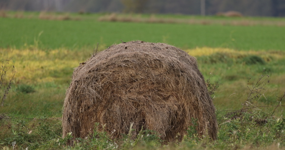 Hay bale in the field, close, 4K slomo