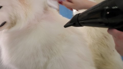A female groomer cuts a Samoyed dog and dries her hair with a hairdryer on a grooming table in a beauty salon for dogs.