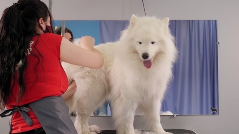 Close-up of a Samoyed dog in a dog grooming salon. Hairdresser in a mask combs dog.