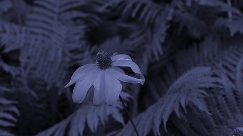 A withered flower against a background ferns. Tinted background