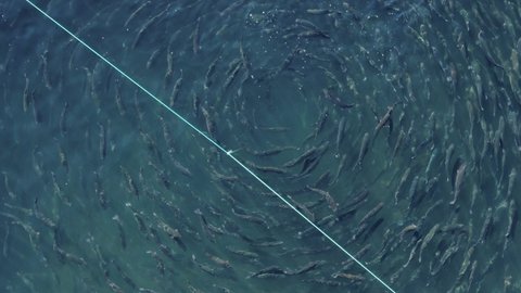 Trout Island. Fish are grown in stores. Small business trout farm in the City of Irkutsk. Shooting from a drone. view from above. Angara river.