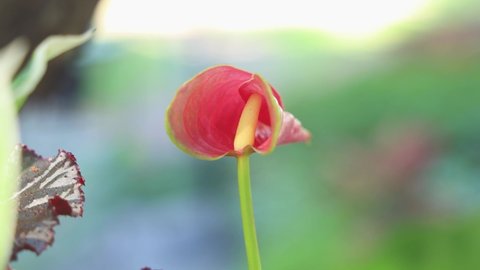 close up of blooming anthurium