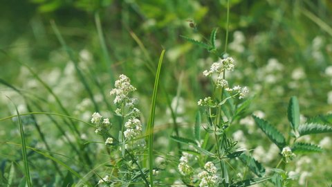 The small white flowers of the bedstraw or Galium in the meadow are swayed by a light breeze. Camera panning