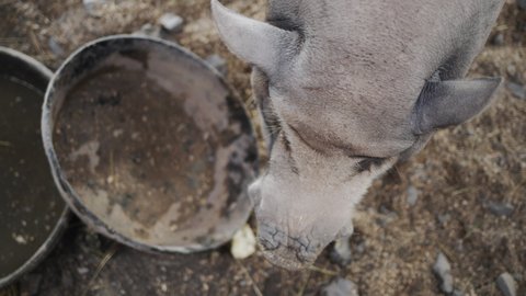 A large gray boar eats apples from a bowl. Top view