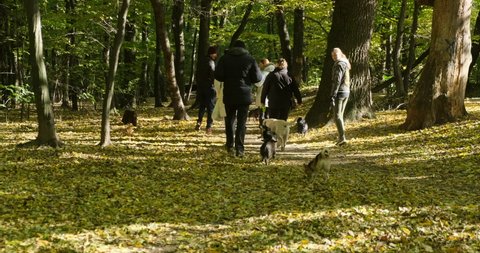 a group of friends are walking in the forest with a flock of dogs. cheerful company goes with their animals. large group of dogs retrievers running in the summer through the green valley. Dogs Playing