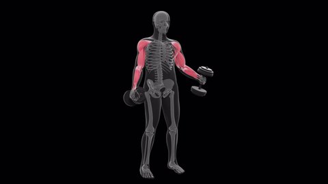 This 3d animation shows an xray man performing standing alternate dumbbell bicep curl