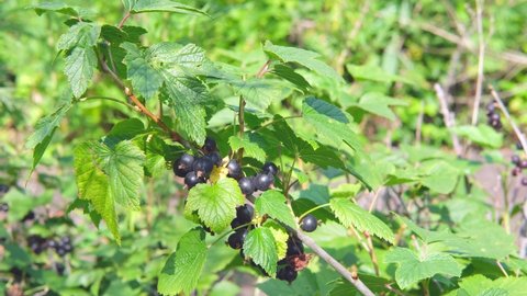 Branch with Blackcurrant berries Close up. Harvesting freshly healthy crop. Slow Motion