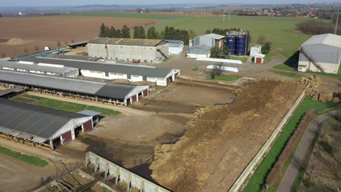Dairy cows cowshed feeding barn drone aerial video shot, Holstein Friesian cattle breed milk, cow eat corn silage feed, cowshed is a modern and not bricked, Holsteins in North America