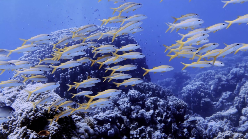 4k video footage of Yellow Goatfish (Mulloidichthys martinicus) in the Red Sea, Egypt