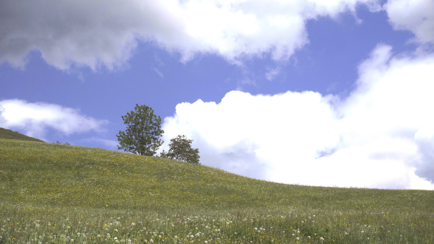 Two trees on a green field with moving clouds in background.