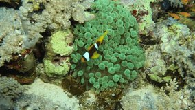 4k video footage of a Red Sea Anemonefish (Amphiprion bicinctus) in Egypt