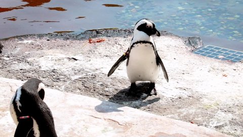 A penguin stands on the shore and cleans its feathers.