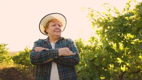 elderly woman winemaker with folded arms and hat on her head is in the vineyard at sunset, 4Kfootage