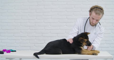 Qualified male veterinarian checking health of german shepherd puppy. Medical specialist in white lab coat giving treats for little dog to calm down him during examination.