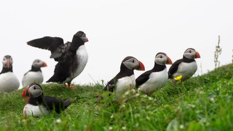 Cinematic close up footage of the beautiful Puffins in the Mykines island -Faroe Islands