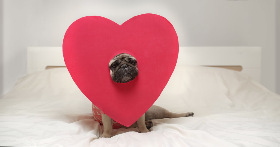 Cute pug dog in red heart Valentines day costume. Valentine's day love concept.  Funny dog face. White bed Royalty-Free Stock Footage #1083175891