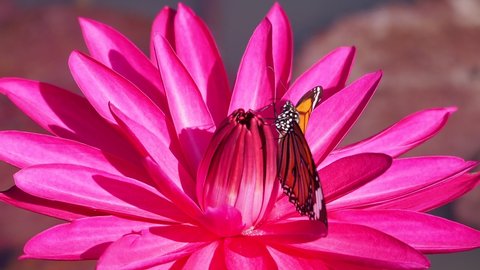 A close-up video of The Common Tiger  Butterfly (Danaus genutia) using a nectar sucker to find nectar on a scarlet red Lotus petal.