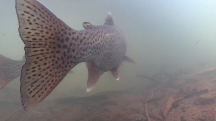 Underwater of Rainbow Trout Fish Swimming Upstream Showing Tail or Tails in Western United States