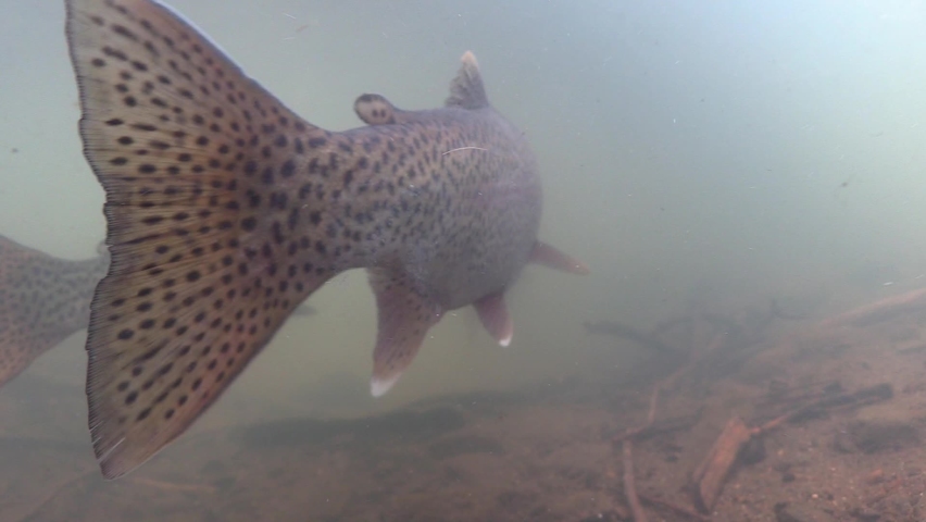 Underwater of Rainbow Trout Fish Swimming Upstream Showing Tail or Tails in Western United States Royalty-Free Stock Footage #1083178594