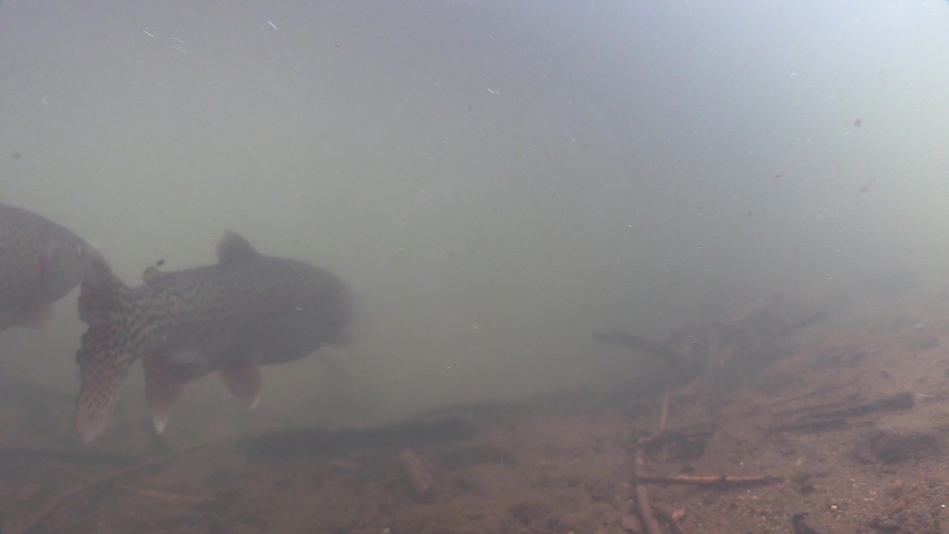 Rainbow Trout Fish Several Aggressive Chasing Fighting Intolerant in Spring in Murky Cloudy Water