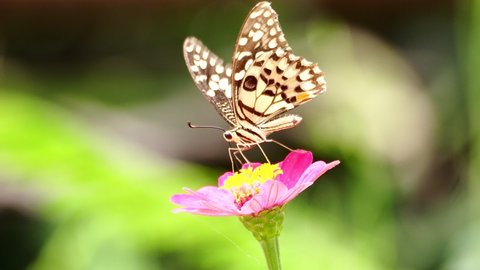 Lime Butterfly (Papilio demoleus malayanus) eating pink Zinnia nectar in the wind. You can see butterflies use the nectar tube to move along the small petals of the flower.