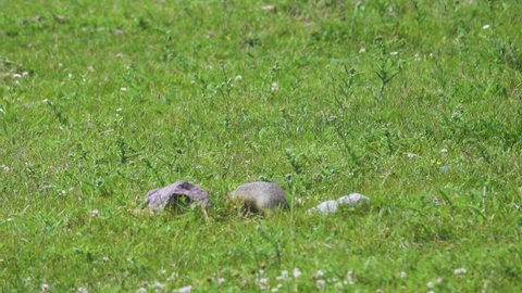 Long-tailed Siberian ground squirrel (Urocitellus Citellus undulatus) feeds on grass, meadows of Altai Mountains (foothills). Herbivores harm to mountain pastures, causative agent of plague