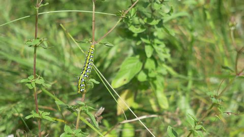 Big green caterpillars crawling on the stem of a plant in the meadow.