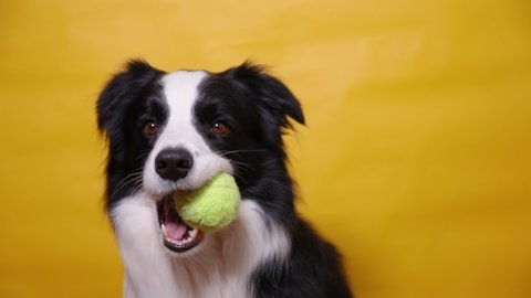 Funny cute puppy dog border collie holding toy ball in mouth isolated on yellow background. Purebred pet dog with tennis ball wants to playing with owner. Pet activity and animals concept