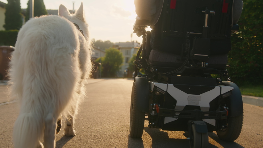 Service dog picking up a wallet, which fell to his owner. Handheld shot of an assistant dog and a person sitting in a wheelchair. Royalty-Free Stock Footage #1083198421