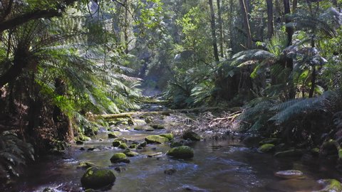 Beautiful jungle plants along river water stream in rainforest of Australia