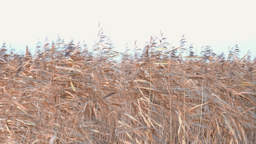 Shutterstock video thumbnail