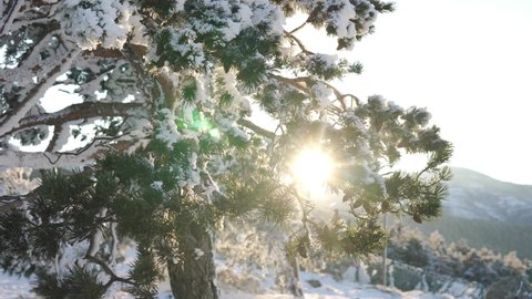 Panorama medium shot of pine branches covered in snow at sunset in a snowy place outdoors in the mountain, with beautiful sun backlight.