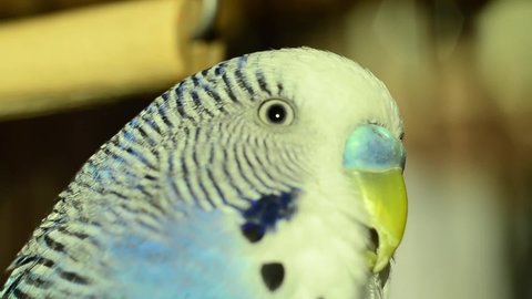 A budgie sits on a perch and talks. A tamed parrot is a talking parrot. Close-up.